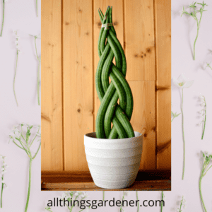 How to braid sansevieria cylindrica