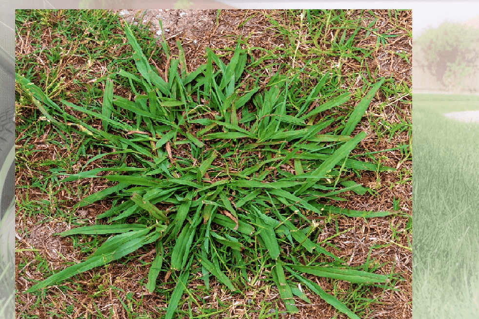 Prefent weeds in the garden