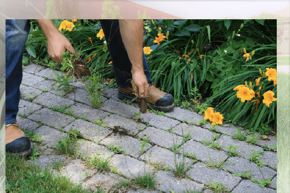 Prevent weeds in the garden