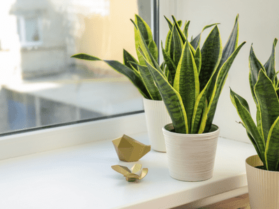 Snake plant growing straight