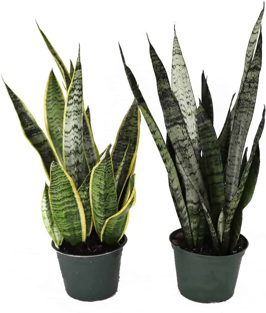 Snake plant attract snakes