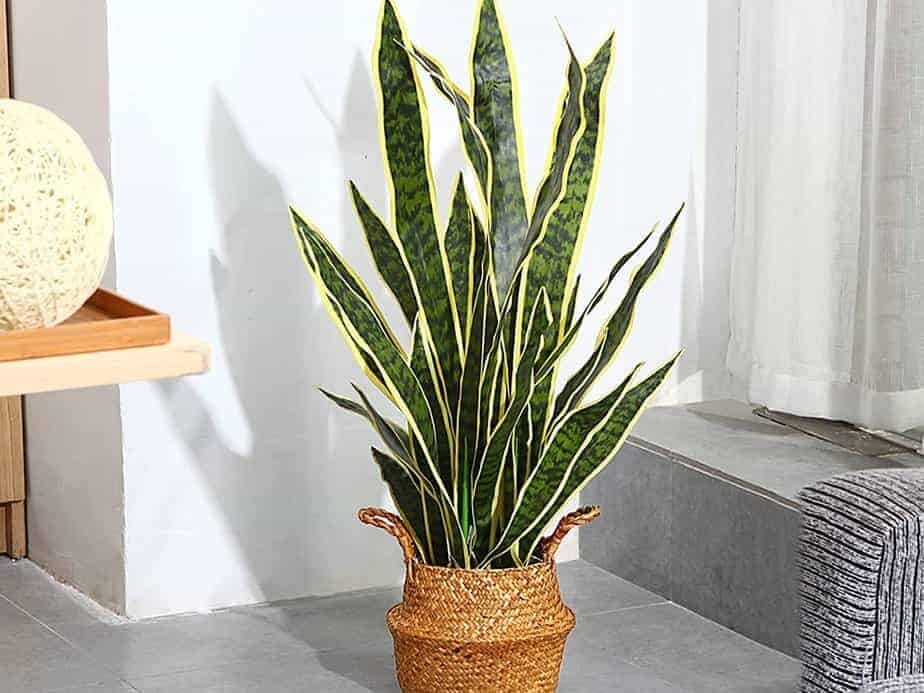 Snake plant is healthy 2