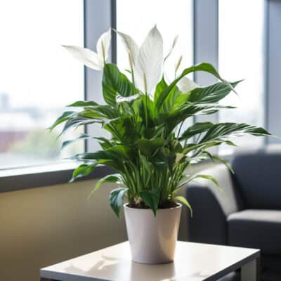 Best plants for windowless room 7