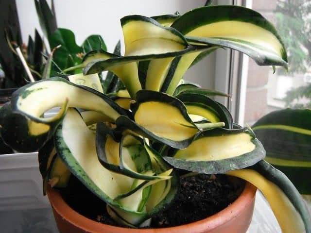 Sansevieria golden wendy 2