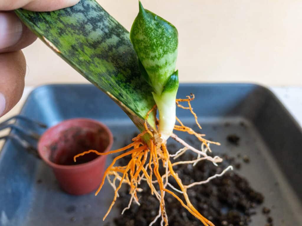 Wrinkled snake plant leaves 3