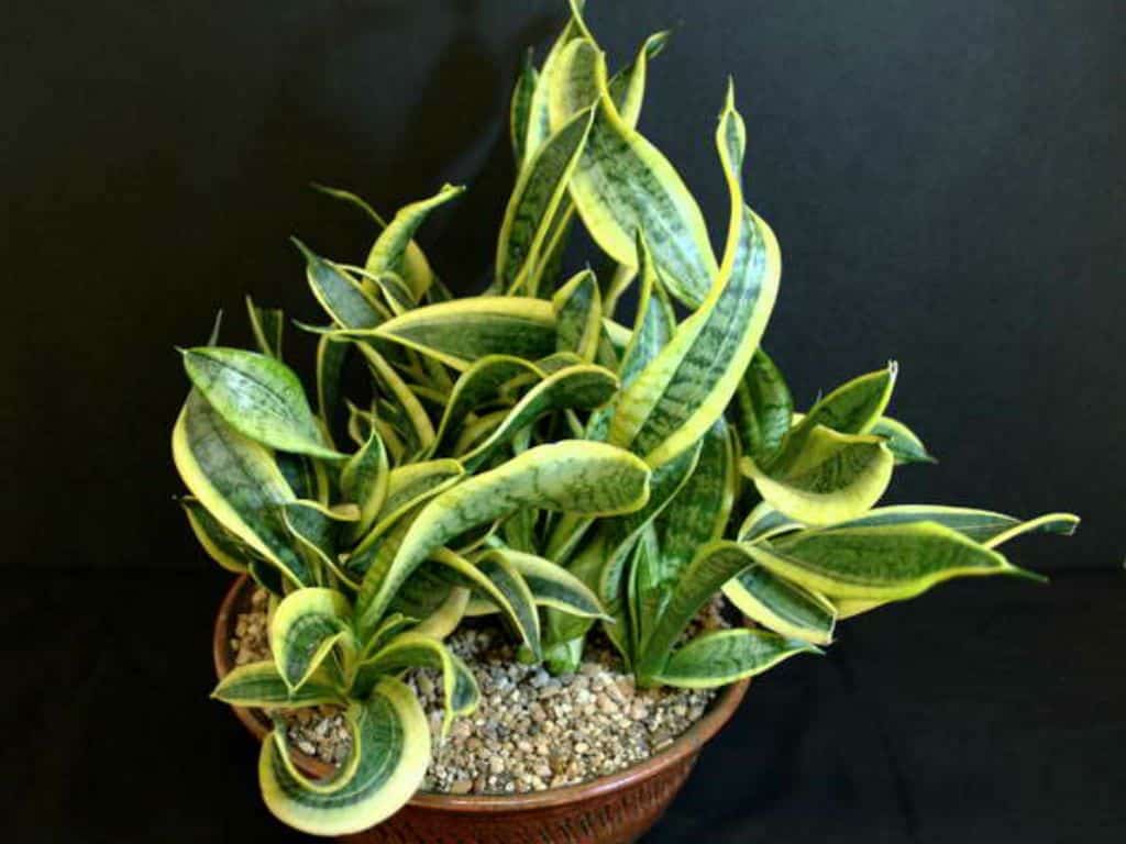 Sansevieria twisted sister 5