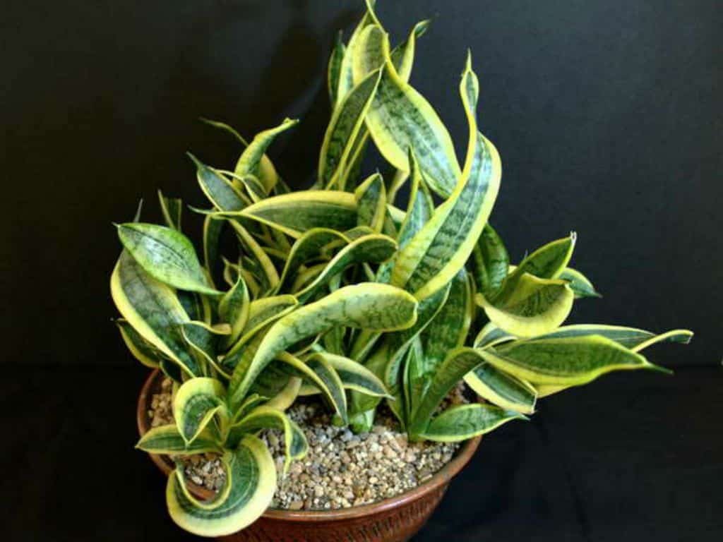 Sansevieria twisted sister 6