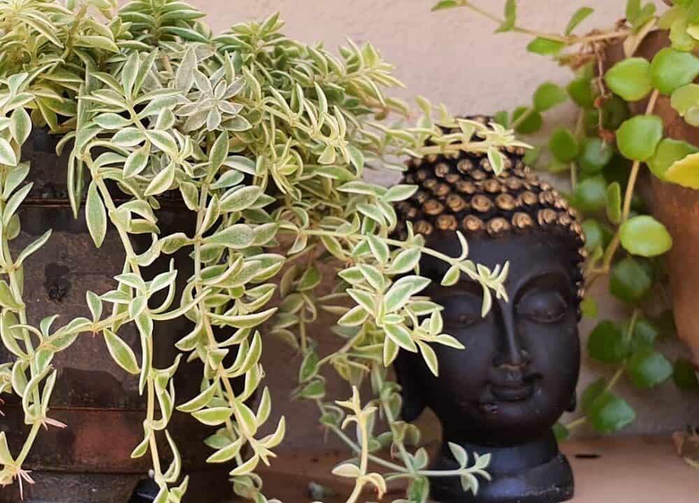 common succulent house plants