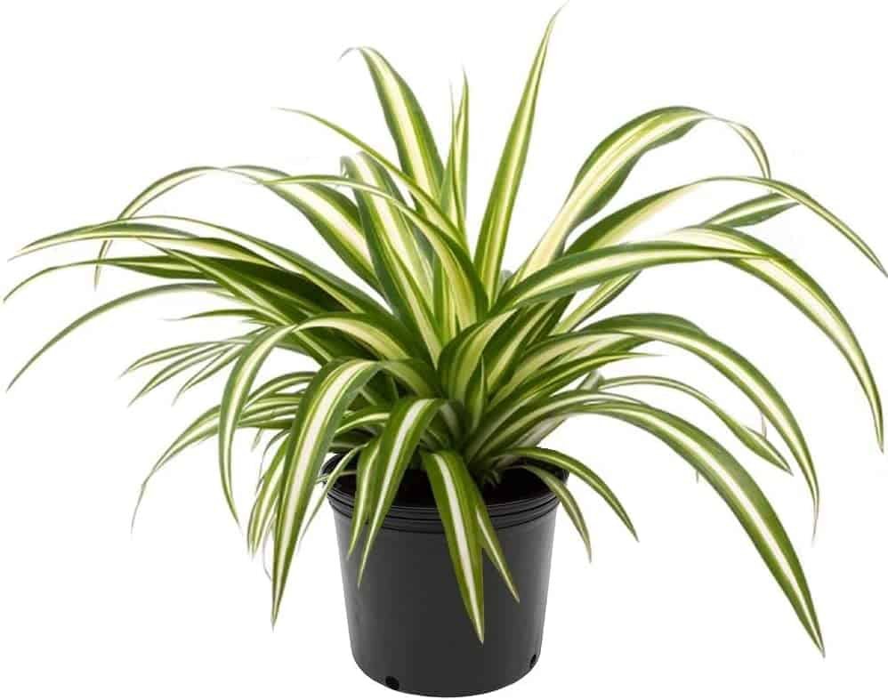 Snake plants vs. Spider plants