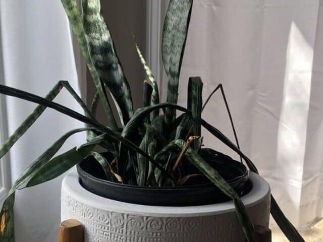 Shriveling leaves on snake plant