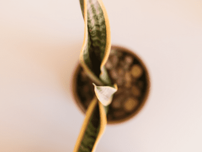 Stake snake plant 1