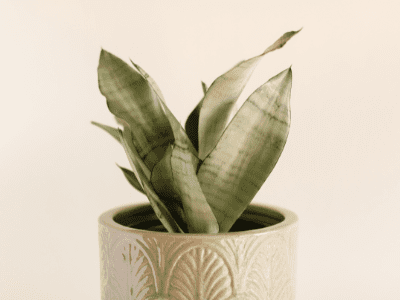 Moonshine sansevieria 3