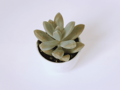 Succulent indoor garden ideas