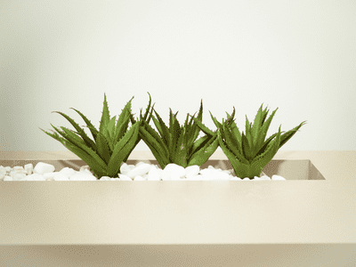Succulent indoor garden ideas