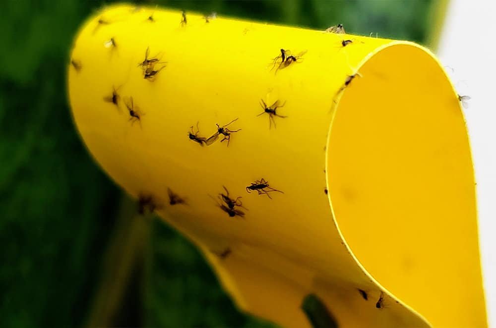 Keep flies from snake plant 1