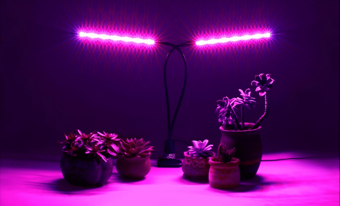 Succulents grow light
