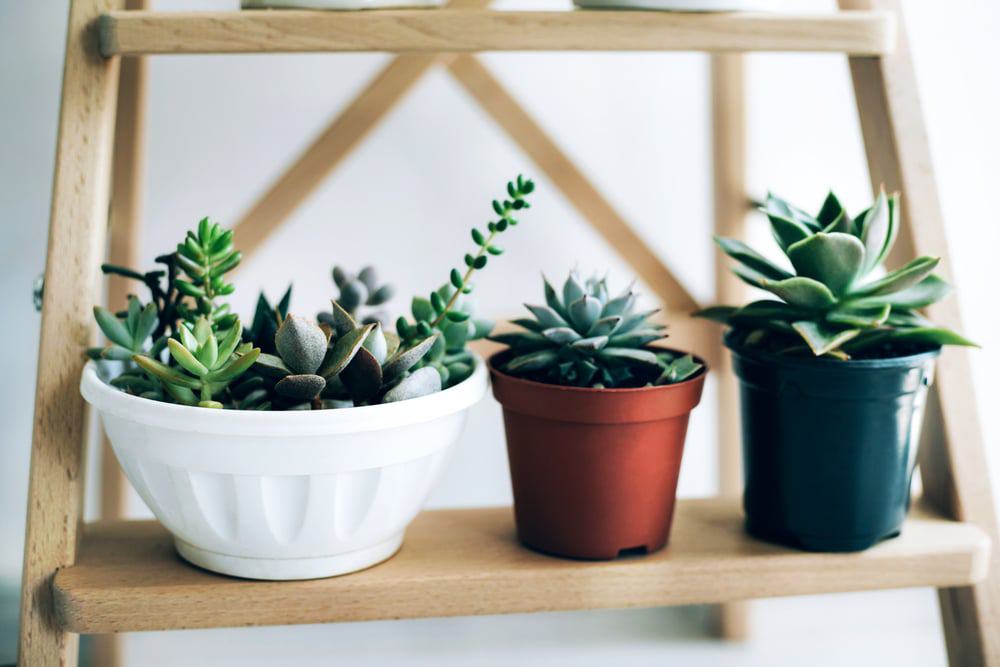 The Best Guide to Growing Low Light Succulents in 2022