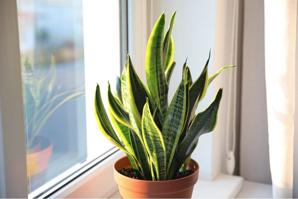 Transplant snake plant