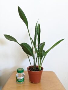 Sansevieria concinna