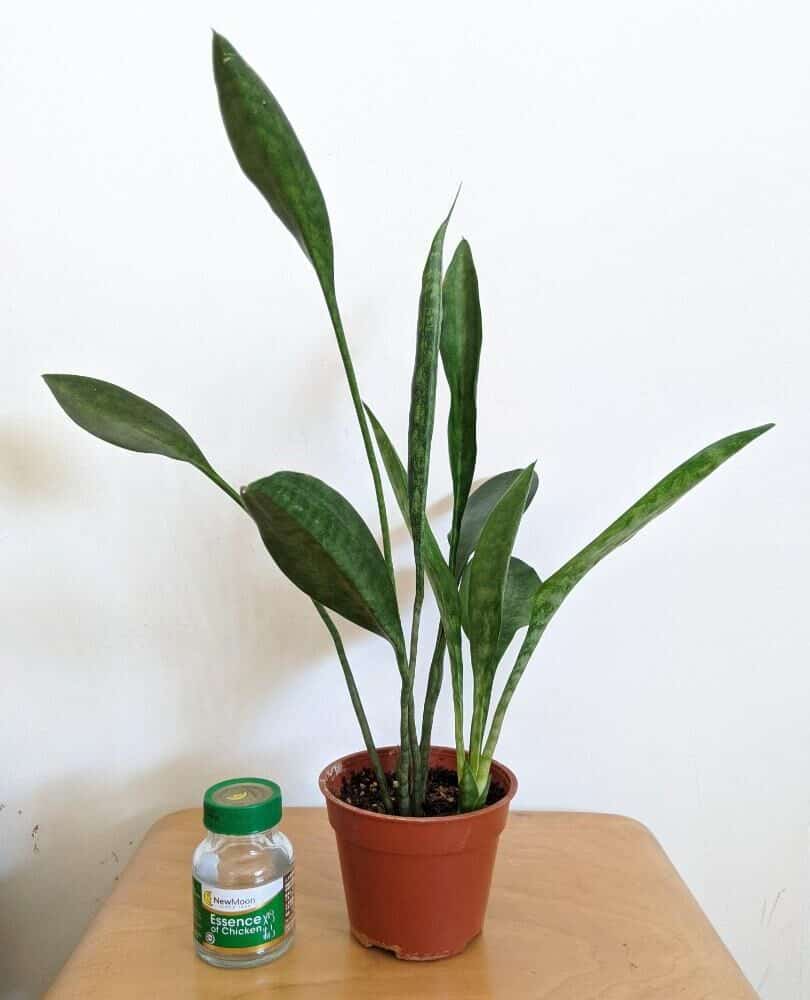 Sansevieria Concinna: Ultimate Way To Tackle Humidity From The Plant (2021)