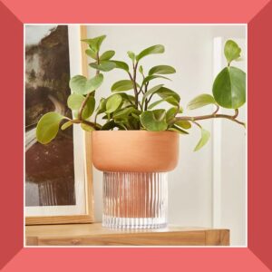 Are self watering pots good for indoor plant?