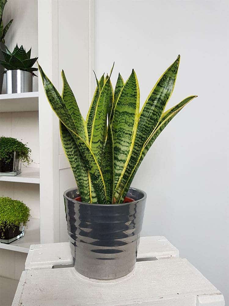 A wilting snake plant 3