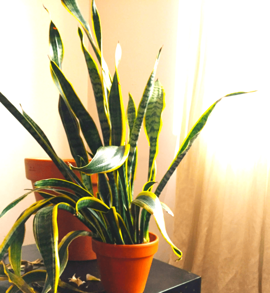 How To Fix A Wilting Snake Plant? Here Are Superb Guide To Do It! (2022)