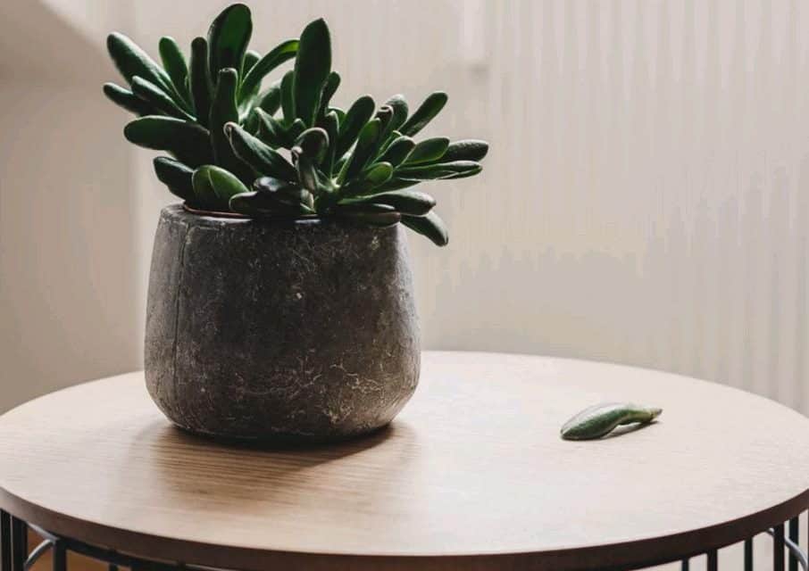 Jade plant, best indoor succulents low light