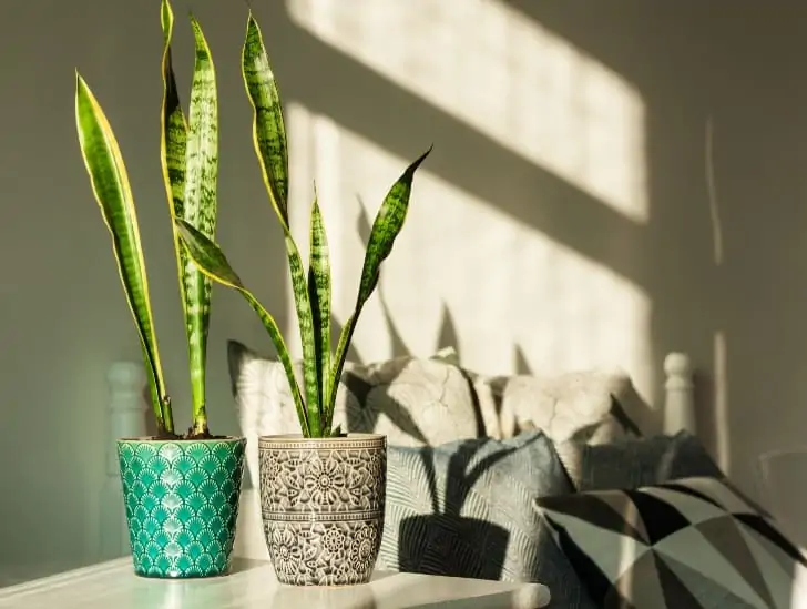 Snake plant disadvantage 4