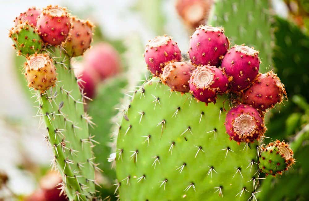 Are Succulents Edible? The Amazing 8 Edible Succulents You Can Get