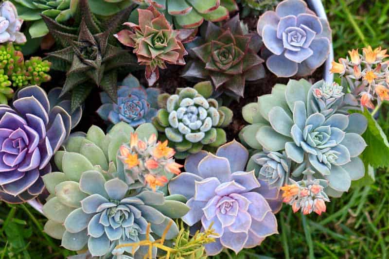Are Succulents Good for Humans? Find the Important Fact in  2022