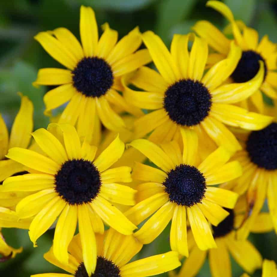 Do Black-Eyed Susans Come Back Every Year? Find This Important Fact in 2022