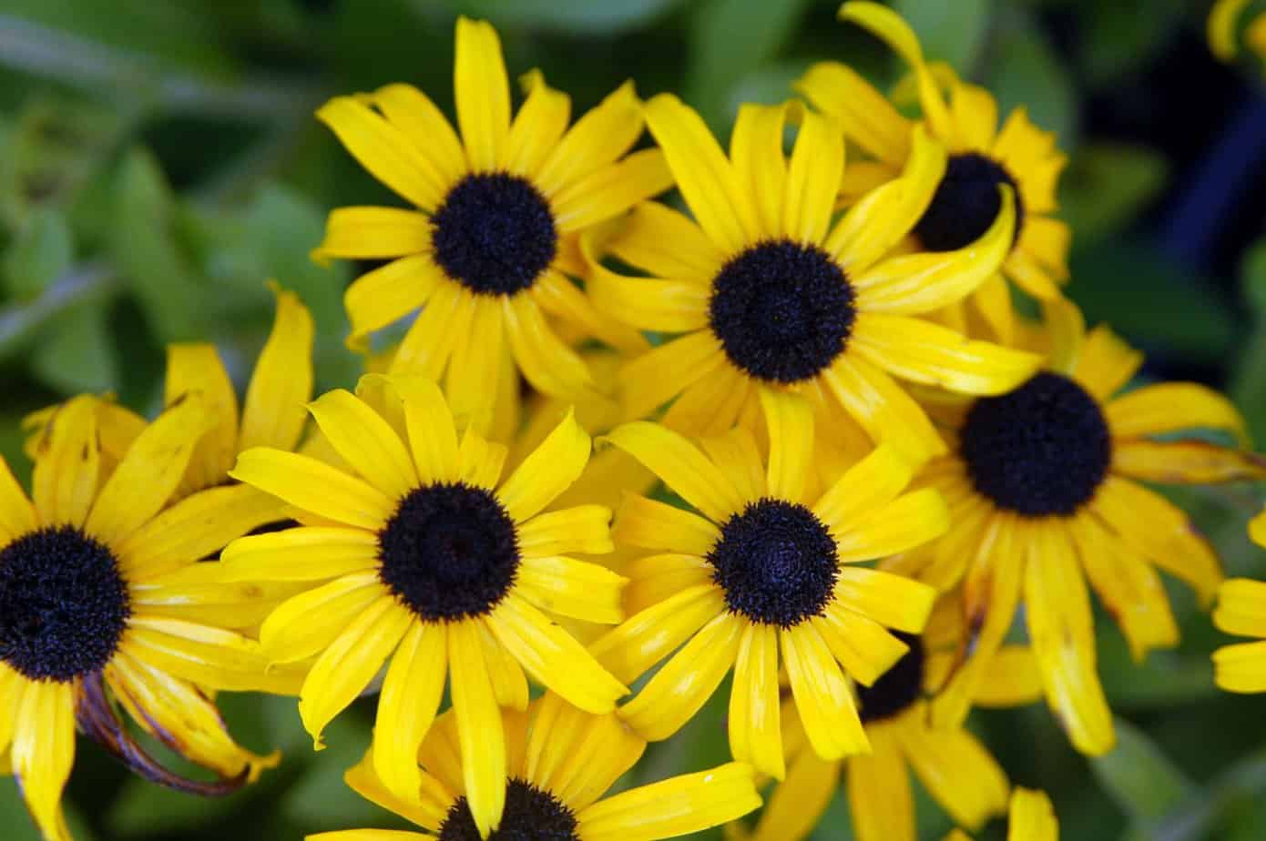 Do black-eyed susans come back every year