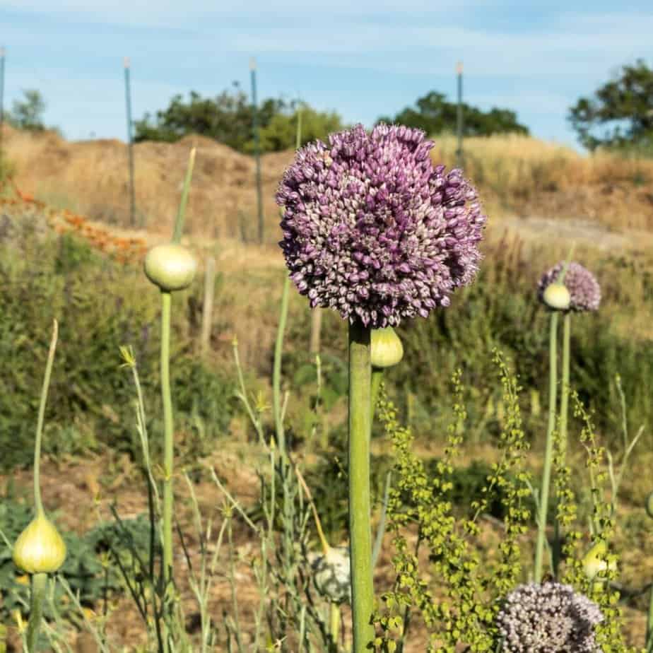 What Does Elephant Garlic Plant Look Like? Find out the Best Here in 2022