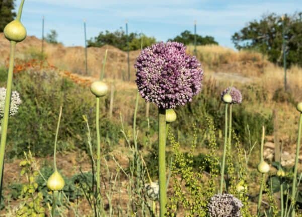 What does elephant garlic plant look like