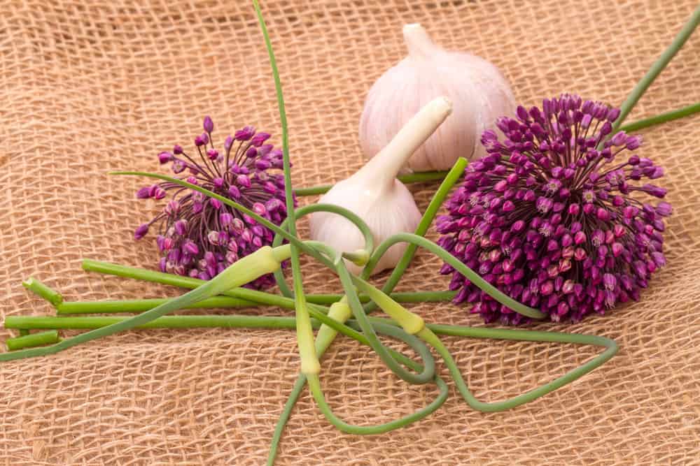 How to Grow, Care, and Use Elephant Garlic Plant: Best Guide in 2022