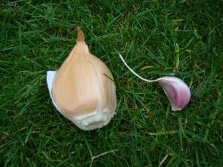 Where to buy elephant garlic bulbs for planting