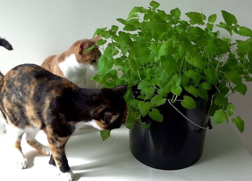 How to Take care of Catnip Indoors? 2 Important Tips for You