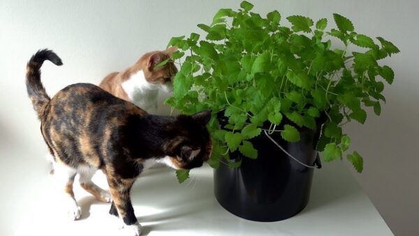 How to take care of catnip indoors