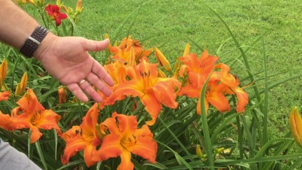 Primal scream daylily