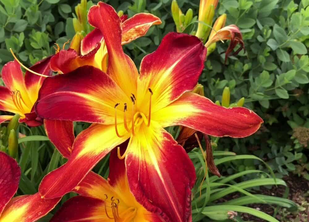 The Amazing Ruby Spider Daylily: Features and Characteristics [2022]