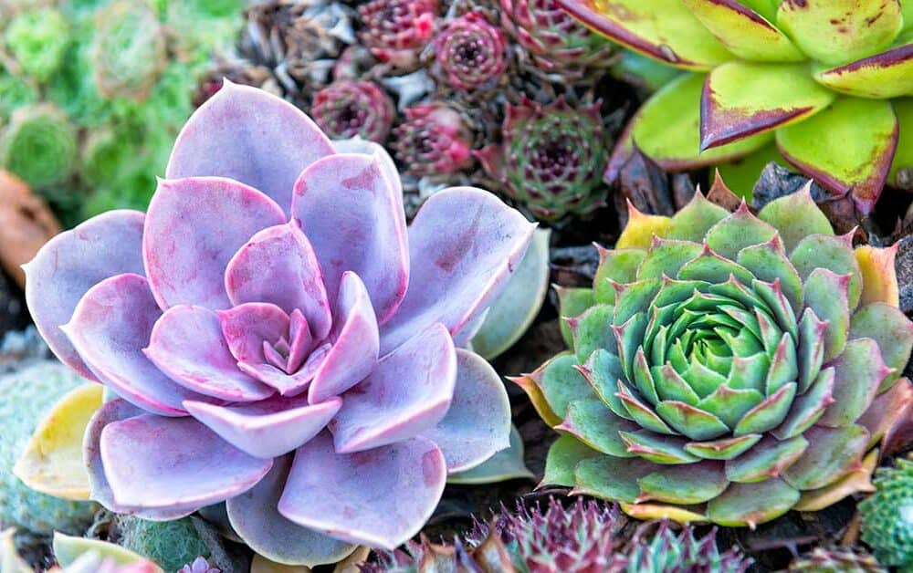 Can You Eat Succulent Leaves? 5 Amazing Types of Succulents