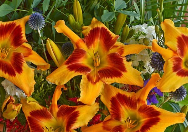 Tiger swirl' daylily