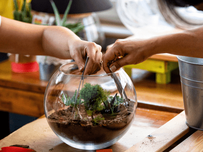 Put Snake Plant In Open Terrarium – Find Out The Best Terrarium Plants For Open Terrarium! (2022)