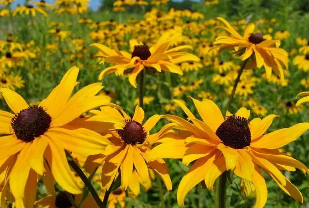When Do Black-Eyed Susans Come Up? The Best Guide in 2022