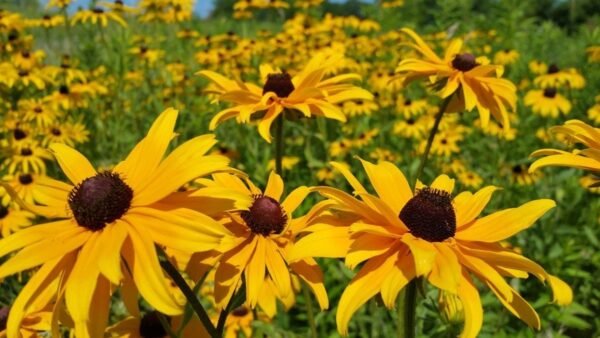 When do black-eyed susans come up