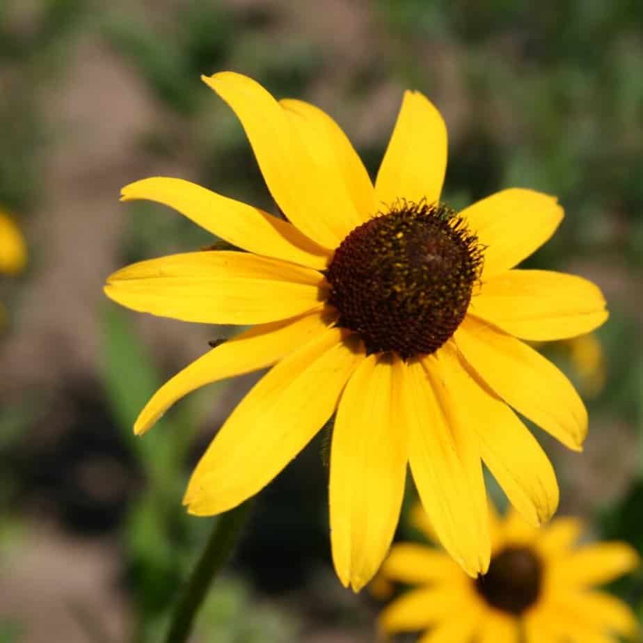 When to Plant Black-Eyed Susans: The Best Guide for Beginners [2022]