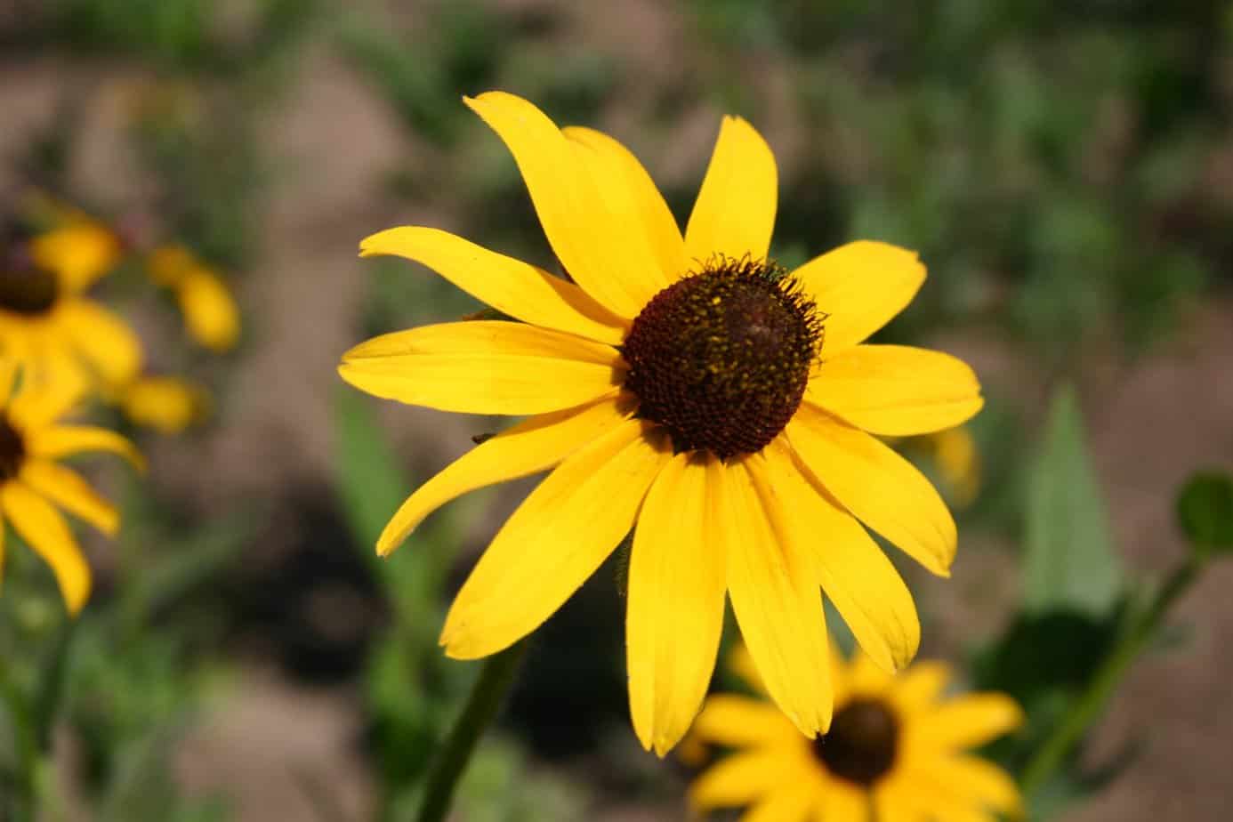 When to plant black-eyed susans