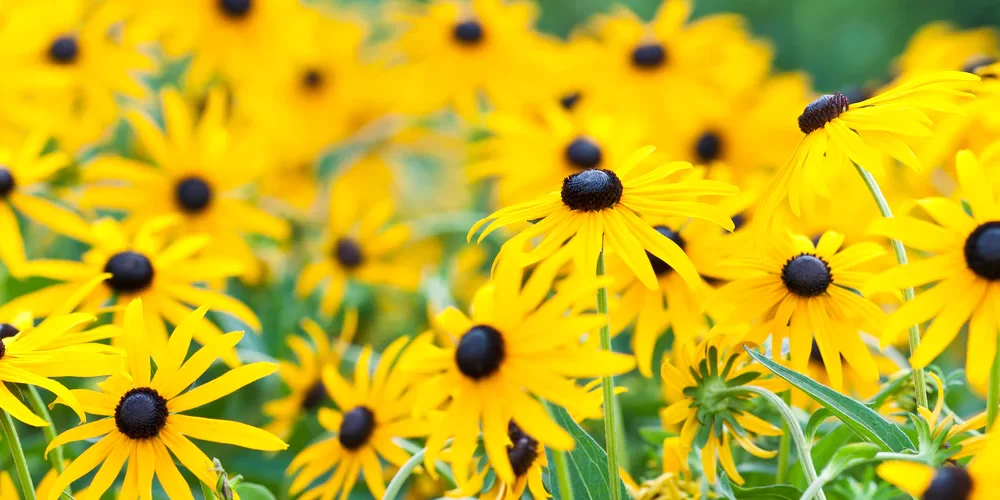 Simple Steps To Growing Black-eyed Susan from Seed Indoors: Best Guide in 2022