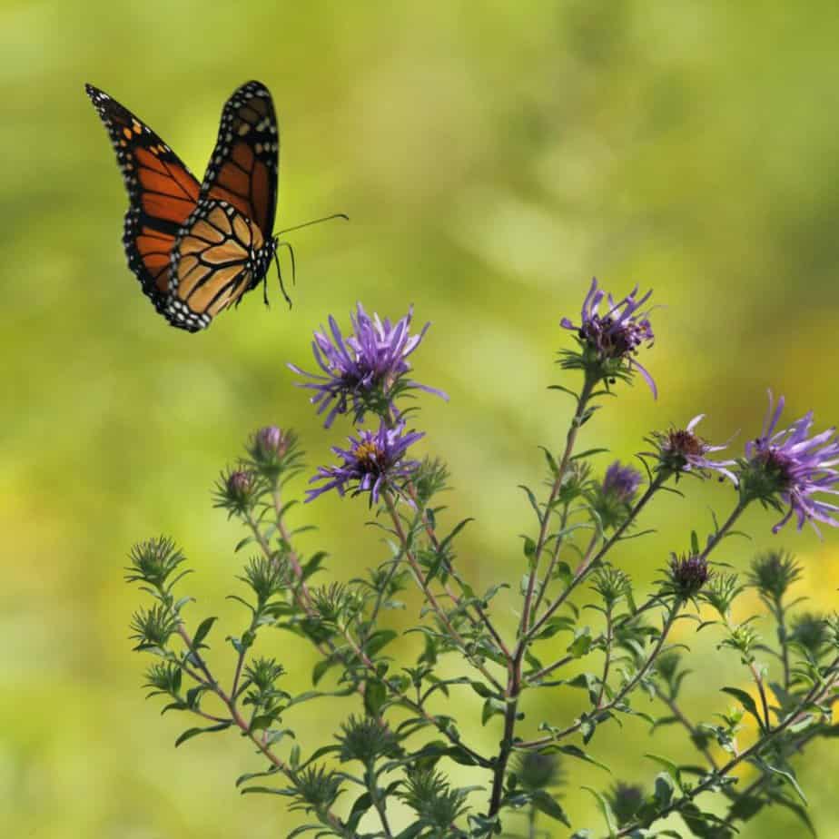 Top 5 Plants that Attract Butterflies like Crazy